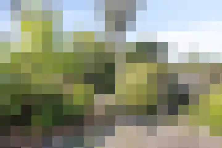 Kerkweg 38 Afferden thumbnail 31