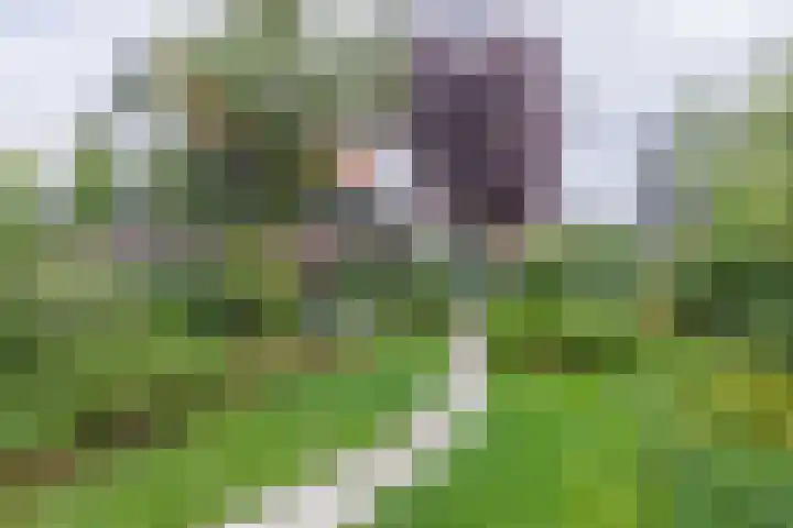 Kerkweg 61 Ouderkerk aan den IJssel thumbnail 4