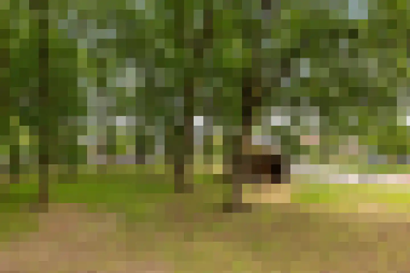 Kernhoopweg 95 't Harde thumbnail 35