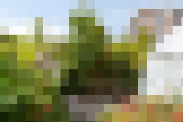 Kerpsdam 9 Warmond thumbnail 11
