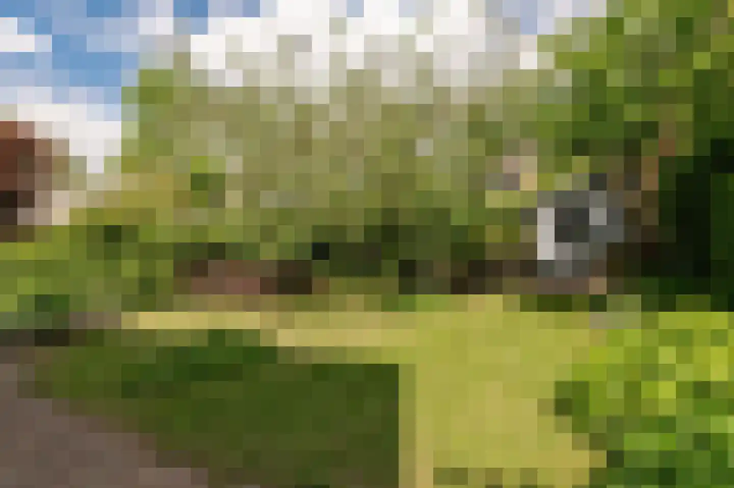 Kerseboom 38 Culemborg thumbnail 36