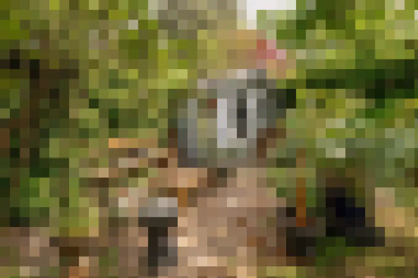 Kerseboom 38 Culemborg thumbnail 37