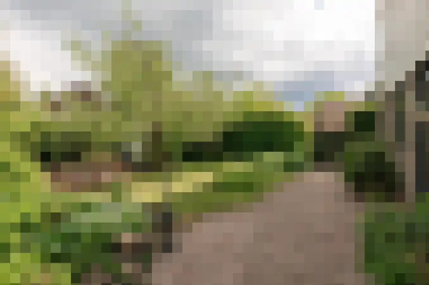 Kerseboom 38 Culemborg thumbnail 39