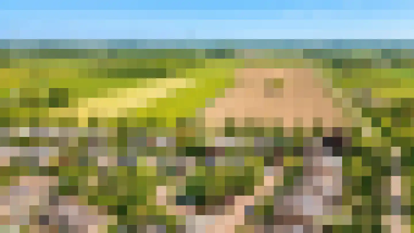 Kerseboom 38 Culemborg thumbnail 81