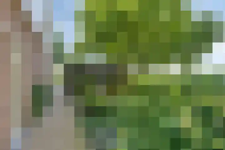 Kersenbongerd 27 Dodewaard thumbnail 53