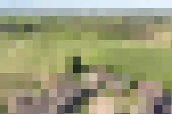 Kersenbongerd 27 Dodewaard thumbnail 77