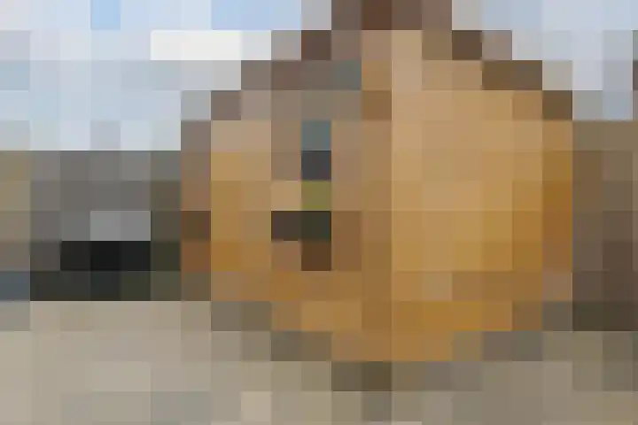 Kersenboom 14 Leek thumbnail 47
