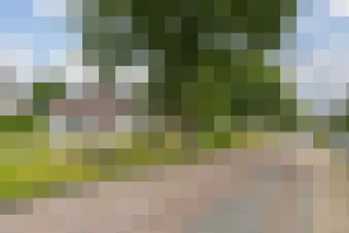 Kersenboom 14 Leek thumbnail 6