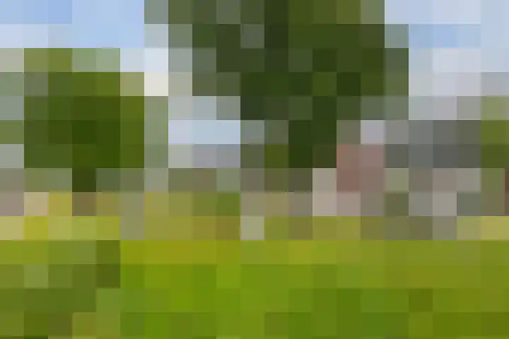 Kersenboom 14 Leek thumbnail 7