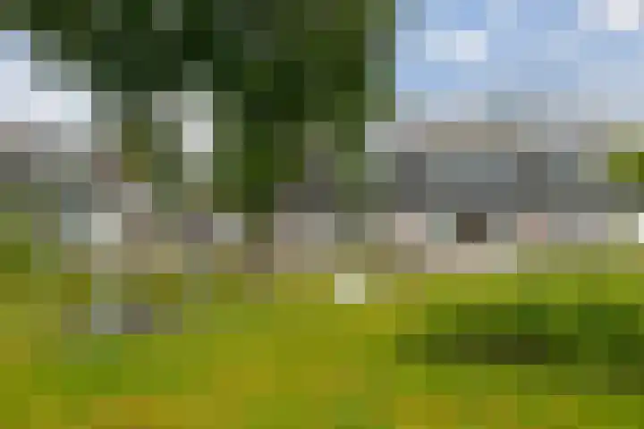 Kersenboom 14 Leek thumbnail 8