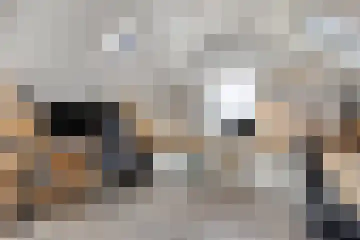 Kersenboom 18 Leek thumbnail 36