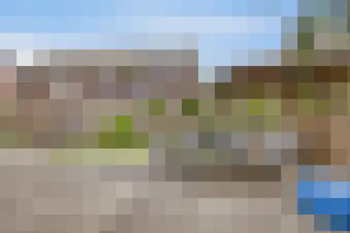 Kersenboom 18 Leek thumbnail 40