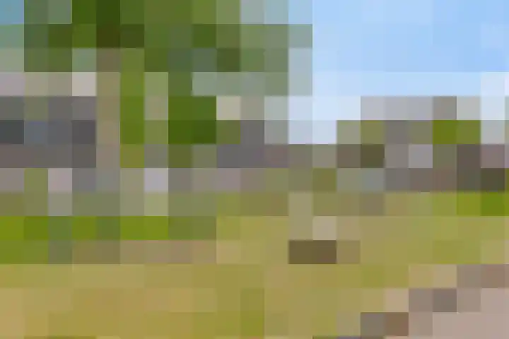 Kersenboom 18 Leek thumbnail 44