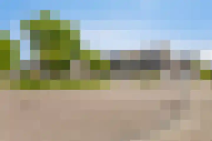 Kersenboom 18 Leek thumbnail 45
