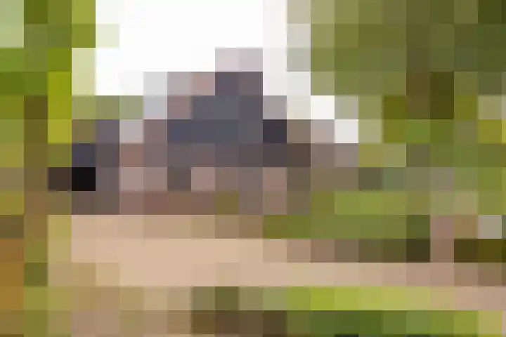 Kerspel 1 Zuidwolde thumbnail 7