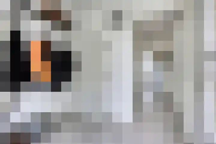 Kerspellaan 30 Emmen thumbnail 8