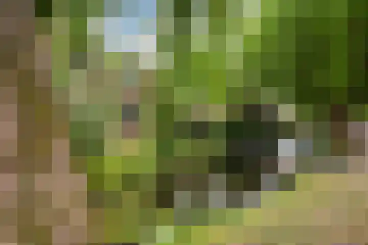 Kerstant van den Bergelaan 63 B Rotterdam thumbnail 19
