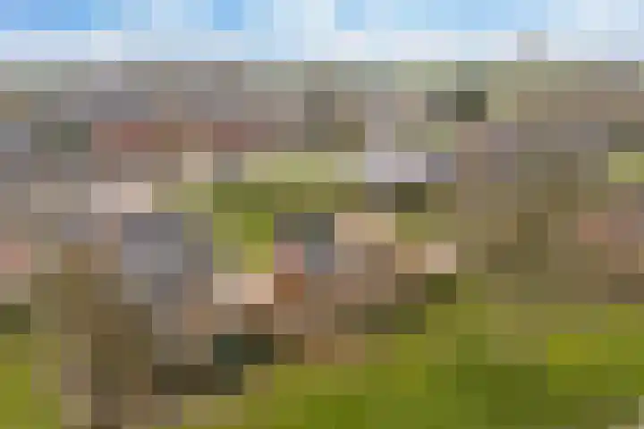 Kertiersreed 2 Westergeast thumbnail 46