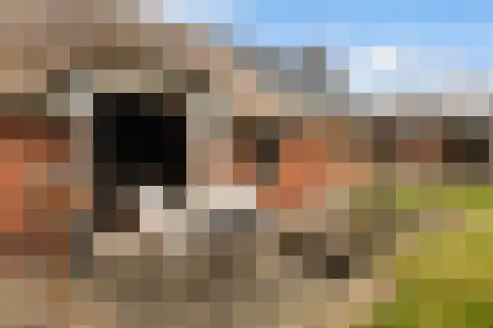 Kertiersreed 2 Westergeast thumbnail 5