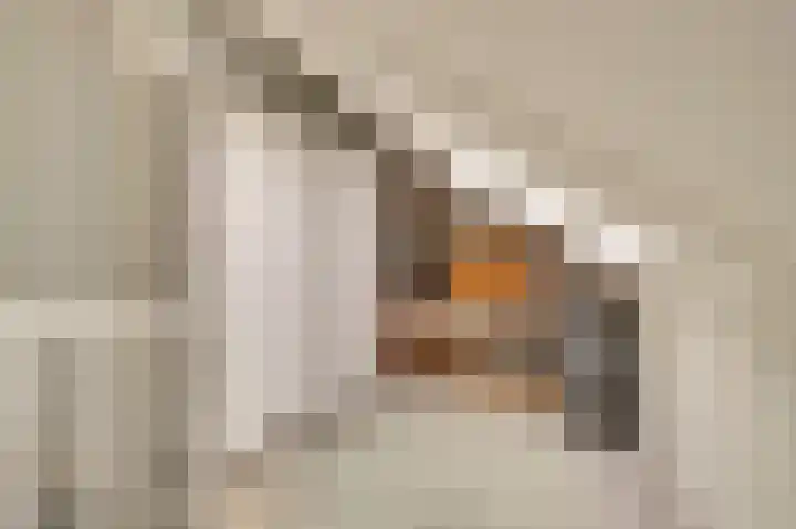 Kervelgaarde 17 Gouda thumbnail 38