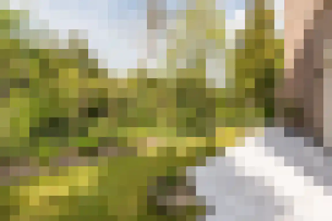 Kervinkpolder 2 Bergen op Zoom thumbnail 36