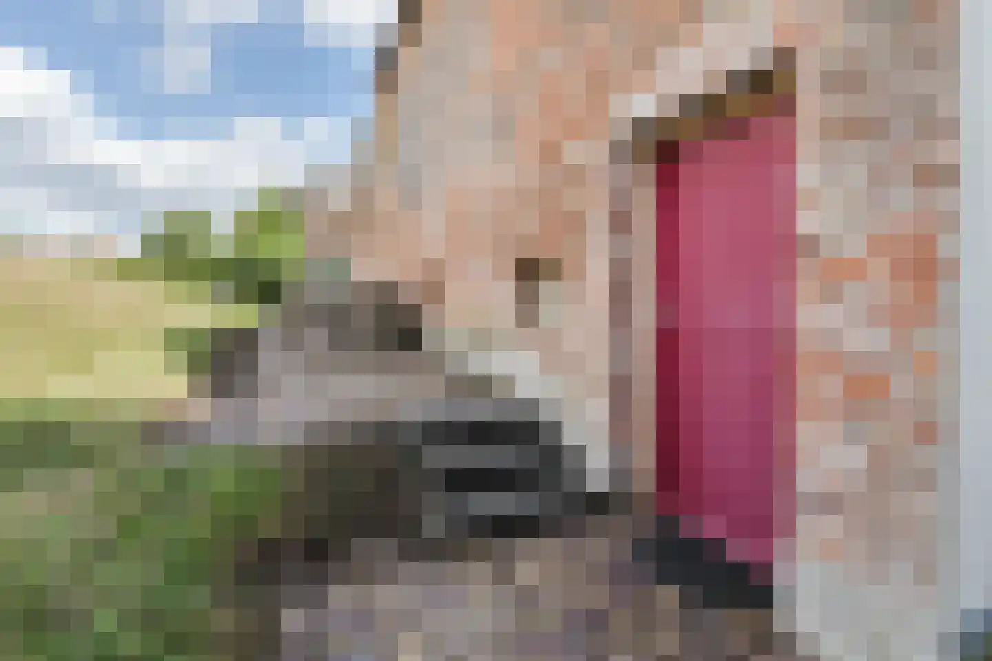 Kesselse Dijk 20 Maren-Kessel thumbnail 36