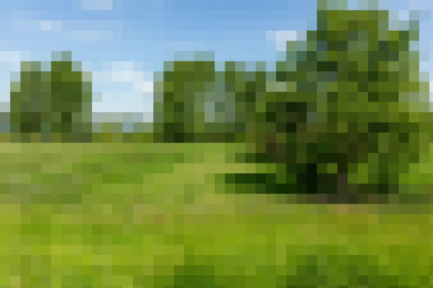 Kesselse Dijk 20 Maren-Kessel thumbnail 54