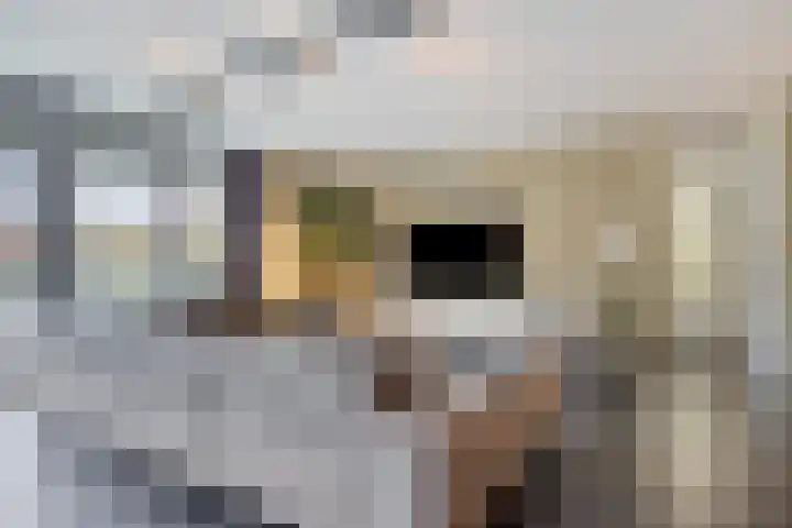 Ketelven 175 Veghel thumbnail 13