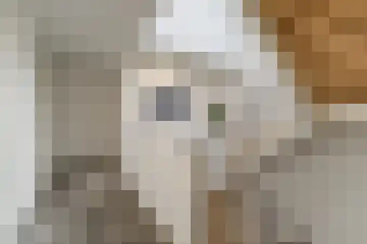 Keteweid 9 Blokker thumbnail 32