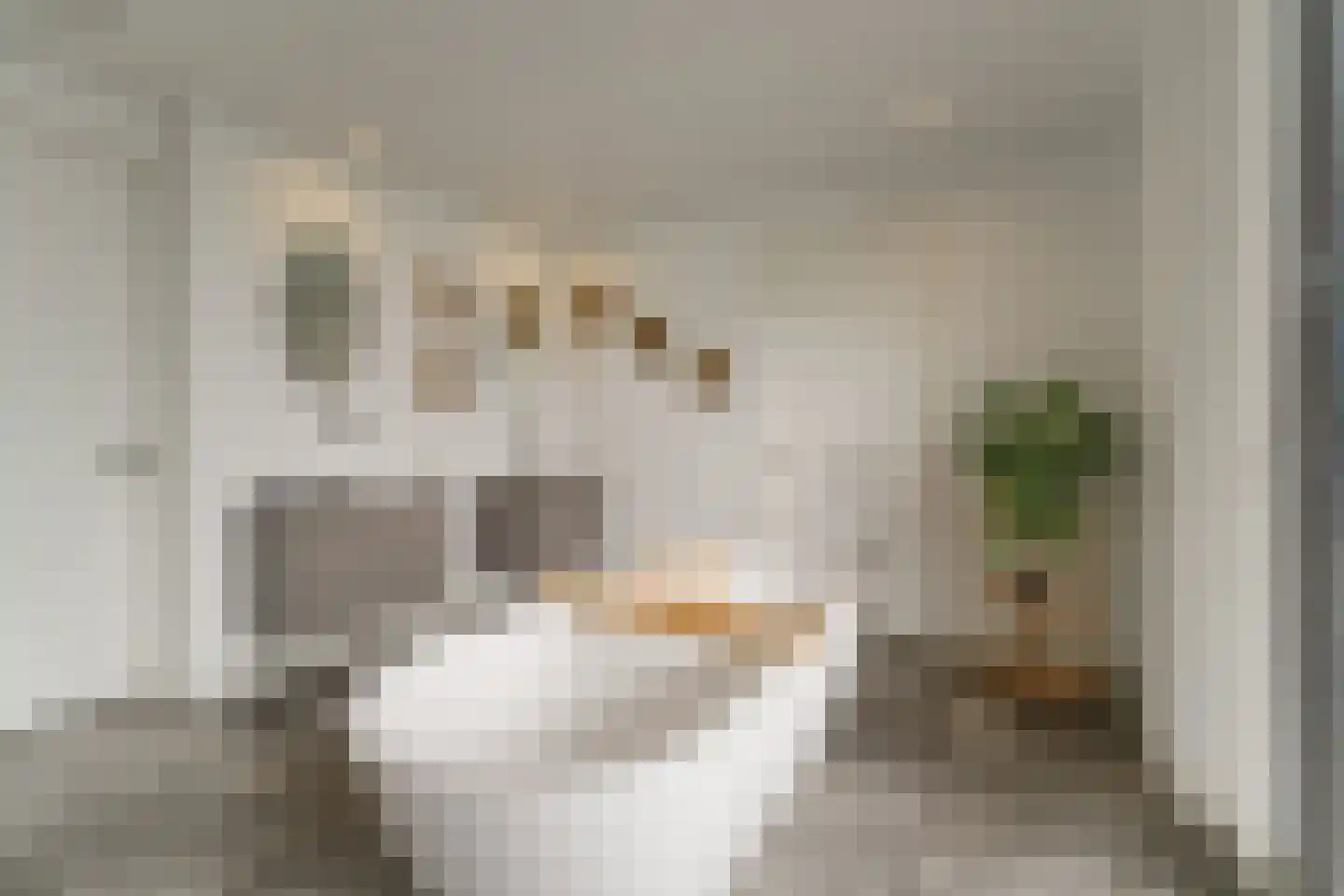 Keteweid 9 Blokker thumbnail 42