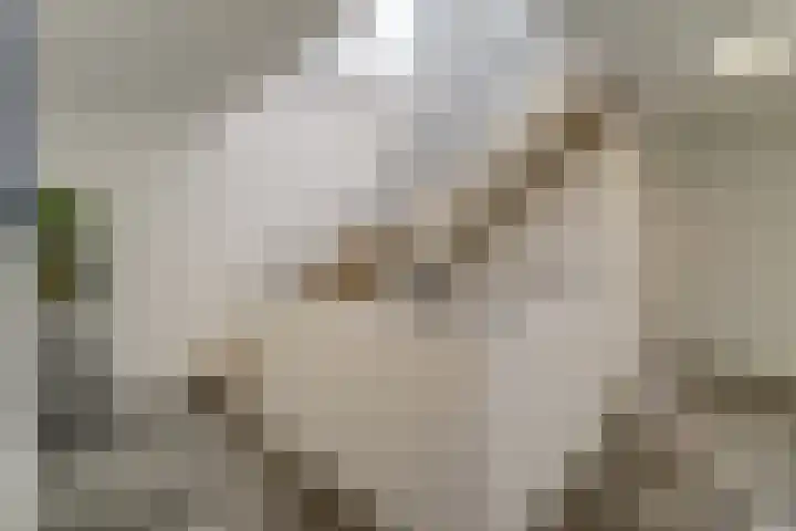 Keteweid 9 Blokker thumbnail 51