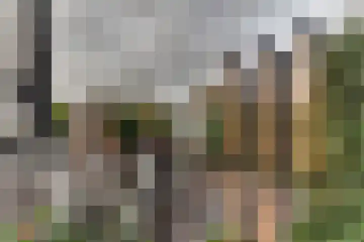 Keteweid 9 Blokker thumbnail 72