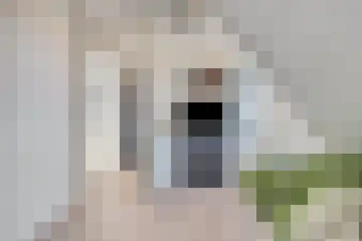 Kets 33 A Marken thumbnail 43
