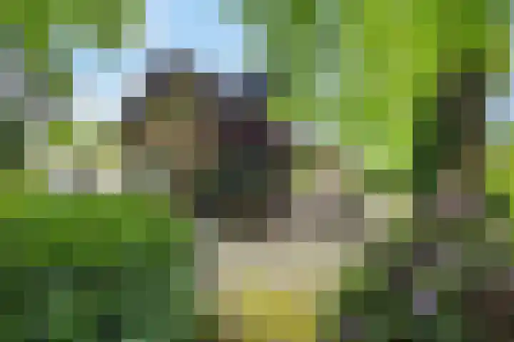 Ketsheuvel 36 Renkum thumbnail 46