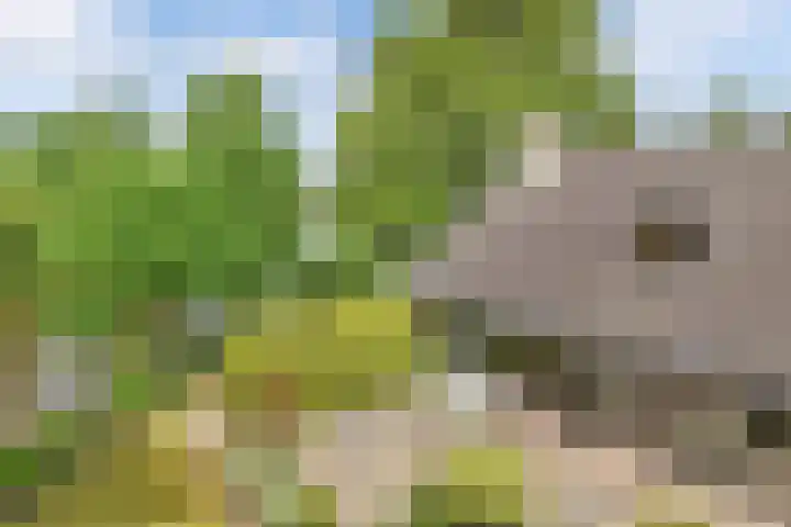 Ketting 19 Heerenveen thumbnail 60