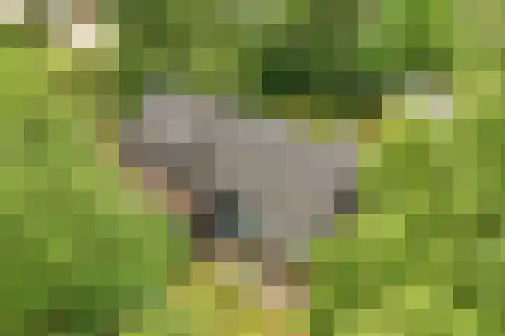 Ketting 19 Heerenveen thumbnail 64