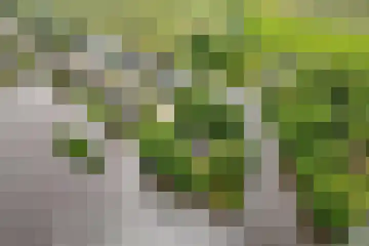 Ketting 19 Heerenveen thumbnail 67