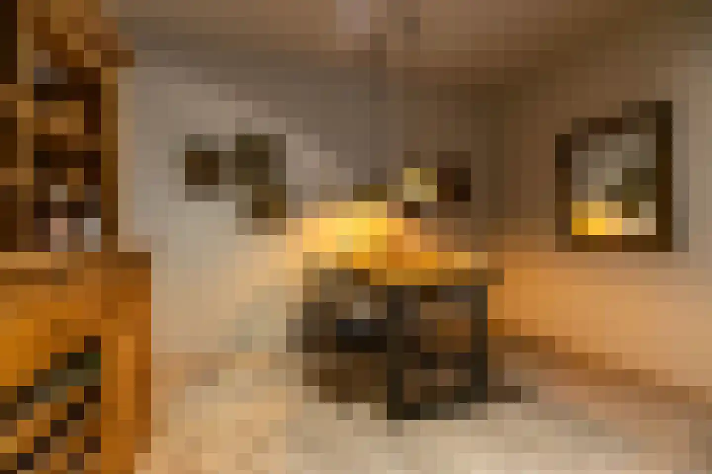 Keukenhof 30 Eext thumbnail 6