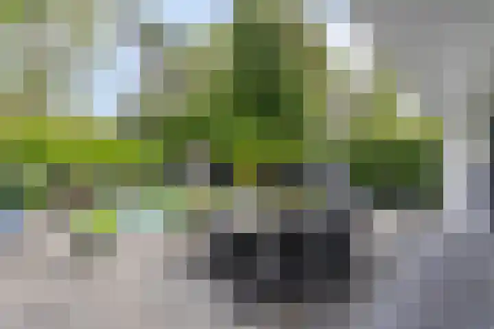 Keulerstraat 60 Bergen L thumbnail 6