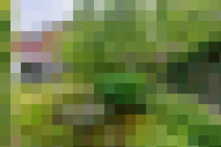 Keulseweg 21 Reuver thumbnail 27