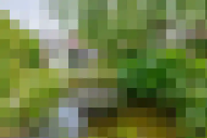 Keulseweg 21 Reuver thumbnail 28