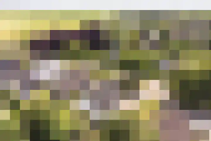 Kevelinglaan 8 Valthermond thumbnail 5