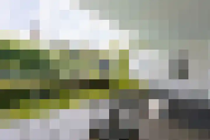 Keyserbosch 34 Weert thumbnail 32