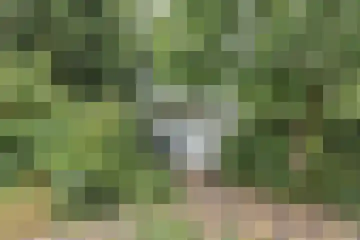 Kieftveen 30 02 Voorthuizen thumbnail 26
