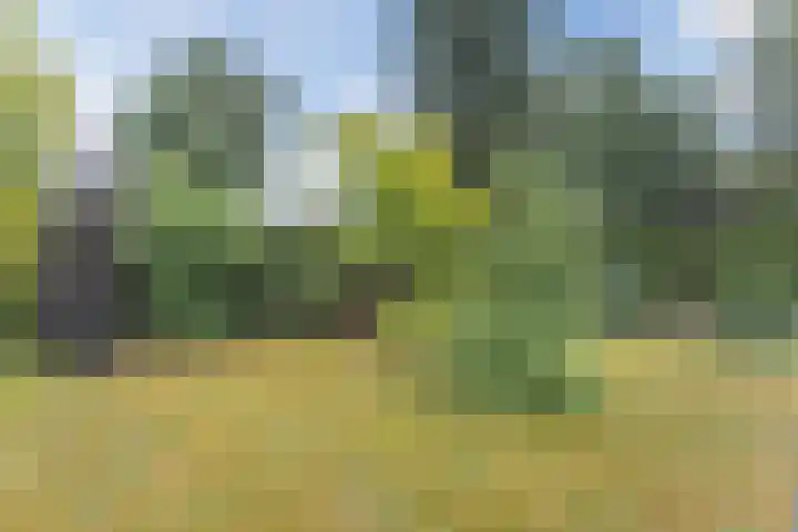 Kieftveen 30 02 Voorthuizen thumbnail 34