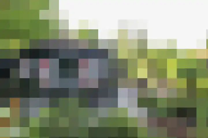 Kieftveen 30 922 Voorthuizen thumbnail 34
