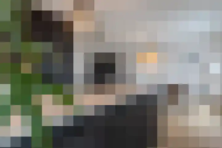 Kiekendief 29 Blauwestad thumbnail 16