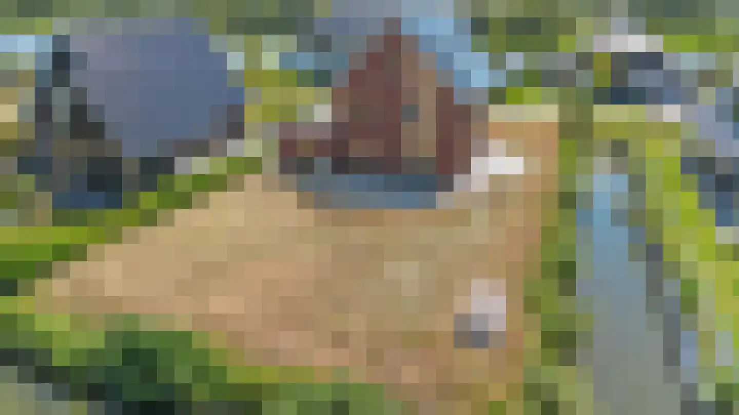 Kiekendief 51 Blauwestad thumbnail 42