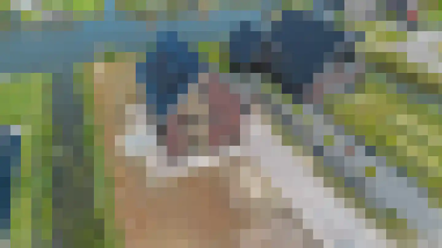 Kiekendief 51 Blauwestad thumbnail 45