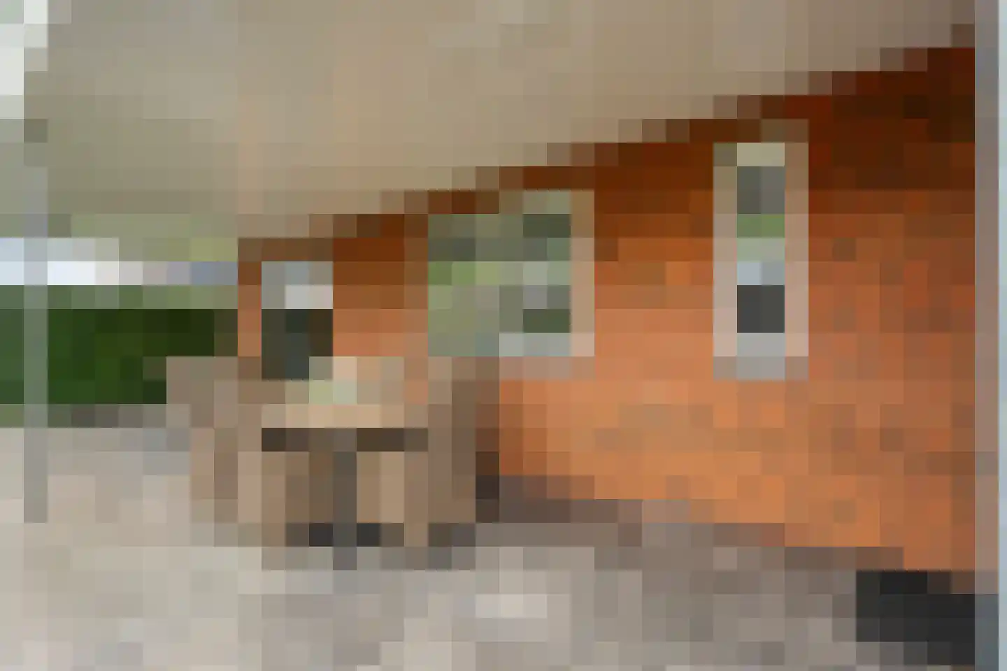Kienholt 3 Zuidwolde thumbnail 52